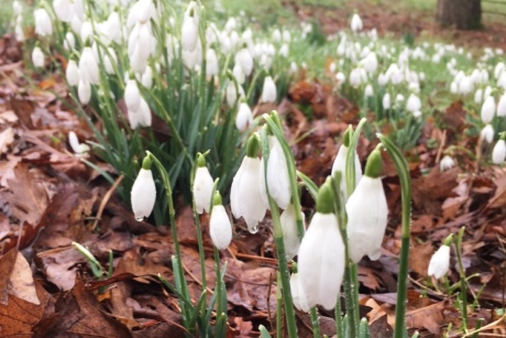 Snowdrops at batsford Arboretum